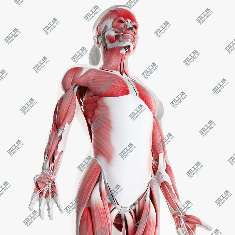 images/goods_img/2021040234/3D Female Skin Skeleton And Muscles Rigged/1.jpg